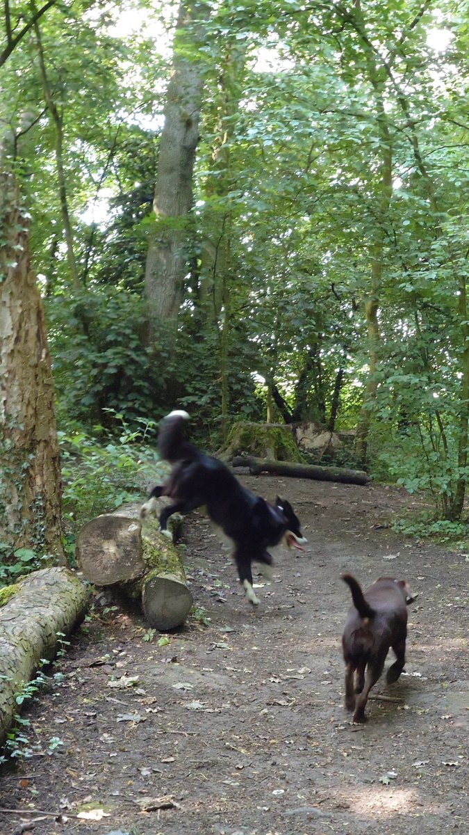 CollieJake's tweet image. We went to the 'mire woods this afternoon and we have just finished helping human wash the car

We were very very helpful, exhausted now 😴 😂