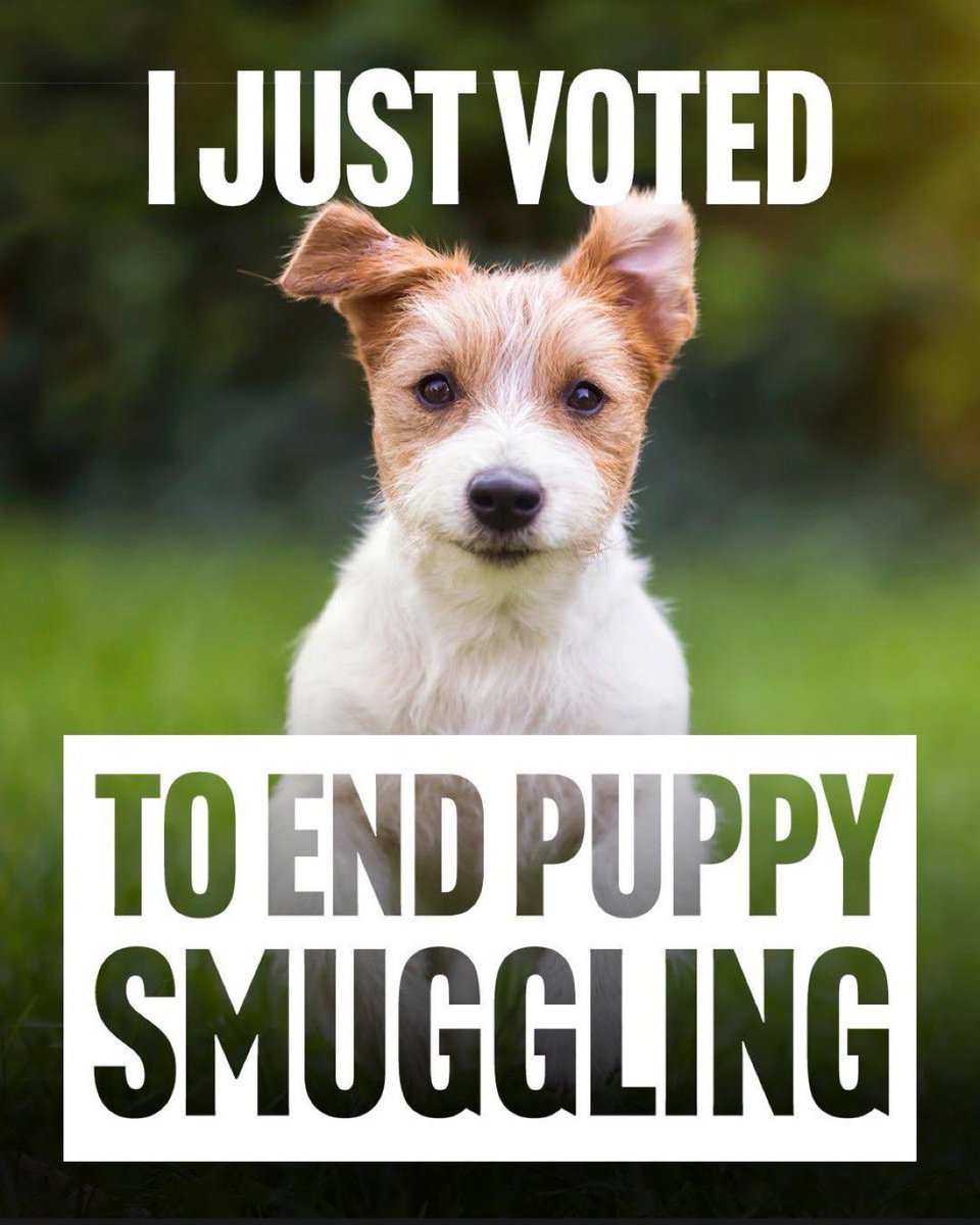 I just voted to end puppy smuggling.

The Tories have ditched plans to crack down on illegal puppy farms and animal smuggling.

It’s yet another broken Tory promise.

#KeptAnimalsBill