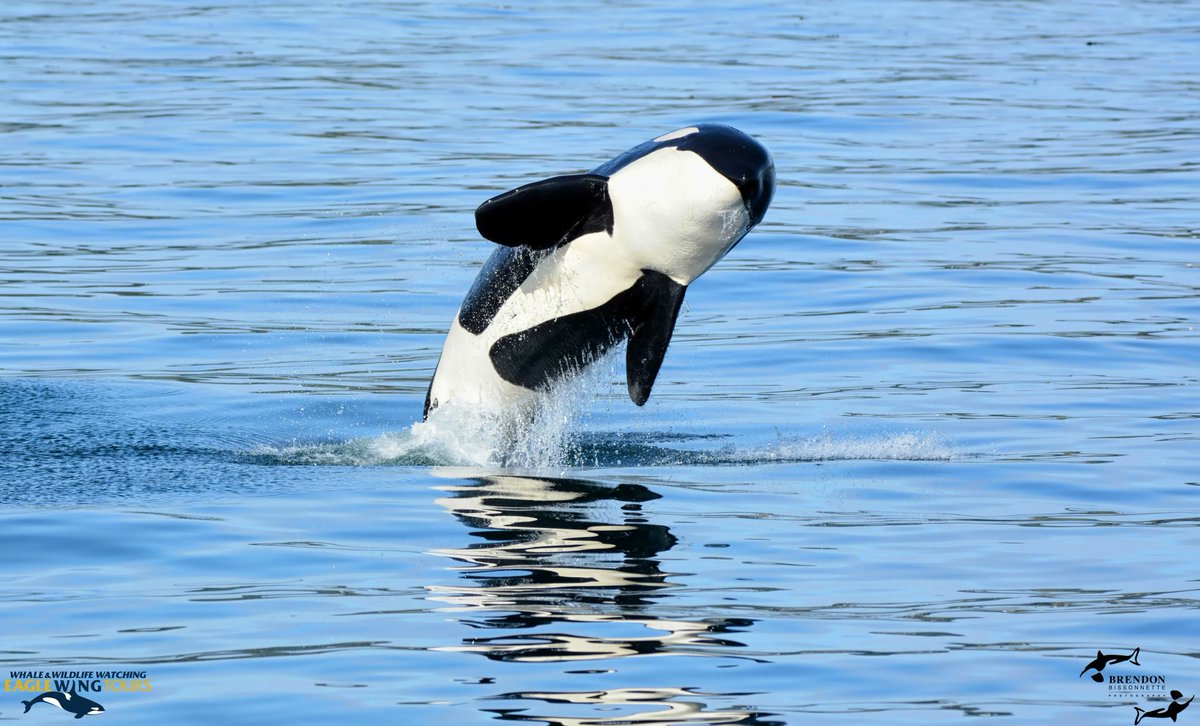 #OrcaFacts: Orcas are apex predators—they are at the top each of their respective food webs and have no natural predators.
Photo by Brendon
#WhaleTales #OrcaActionMonth