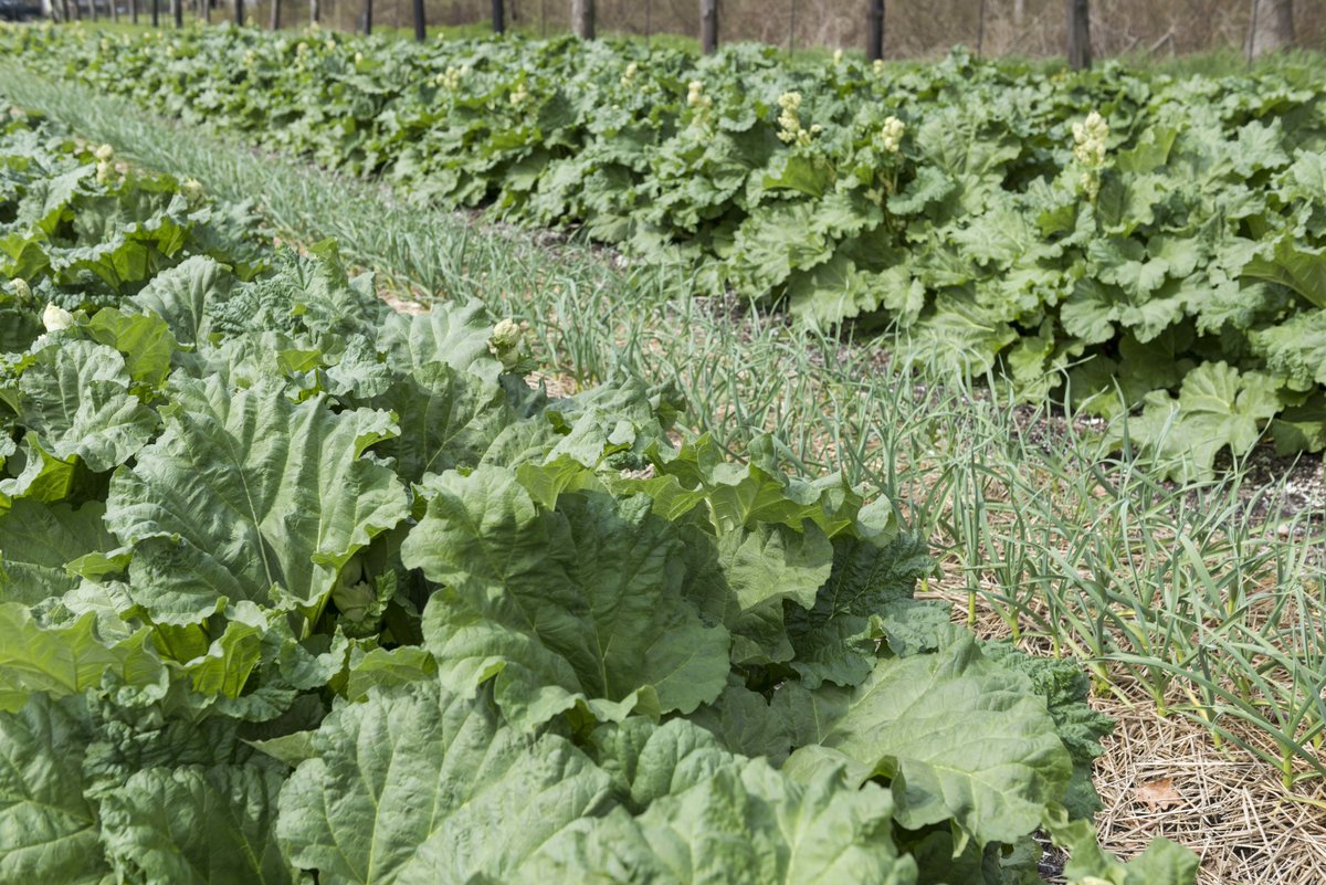 The RI Certified #Horticulturist Program equips you with the knowledge and skills to make a positive impact on the environment. 🌍 Enroll now and become an advocate for a more sustainable #RhodeIsland. 

Learn more about the self-paced summer course here: bit.ly/RINLA_RICH