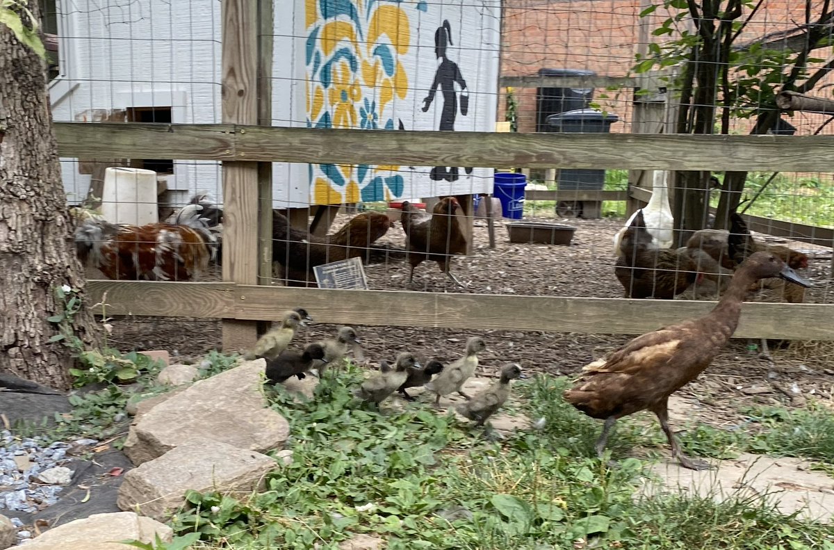 Correction there are 8 ducklings 🐥 chasing after their mother in the @FlintHillES Courtyard waiting for the students to return August 😳WOW! #FHESIlluminates #ONEkindactvienna