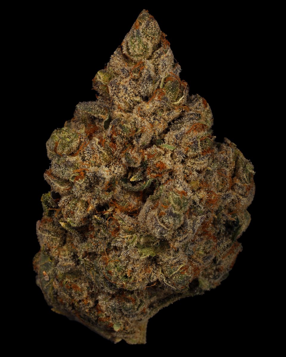 We’re getting through the mid-week slump with this Orange Creamsicle chunker 📷
A mouth-watering cross of Legend Orange Apricot x Creamsicle OG, Orange Creamsicle delivers citrus up front with a lingering musky aroma.