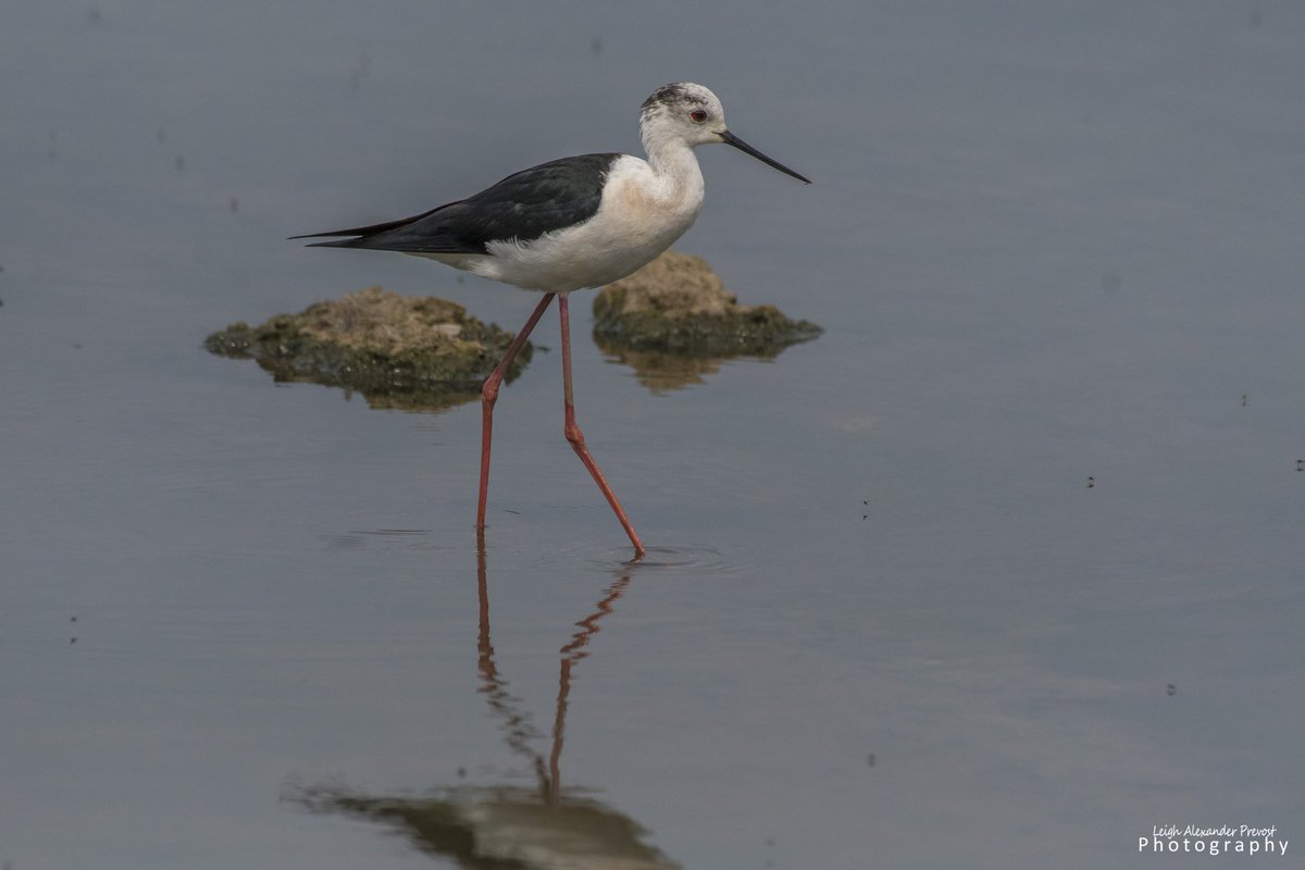 Black winged Stilt from Saturday. @slimbridge_wild #glosbirds