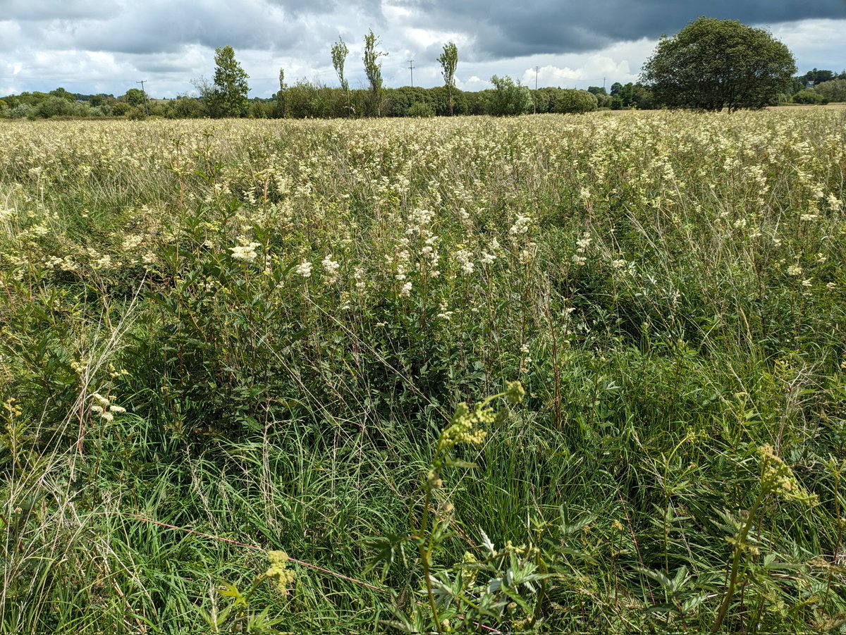Olly Lynch Milner (@ol_lyncheco) on Twitter photo Surveyed a Molinia meadow and grassland with <a href="/phoebeob1/">Phoebe O'Brien</a>! Loss in species diversity since previous surveys (approx 7-10 years ago) due to an apparent lack of management. Shows that some habitats, like grasslands need management. Nice species still found in the grassland though! Surveyed a Molinia meadow and grassland with <a href="/phoebeob1/">Phoebe O'Brien</a>! Loss in species diversity since previous surveys (approx 7-10 years ago) due to an apparent lack of management. Shows that some habitats, like grasslands need management. Nice species still found in the grassland though!