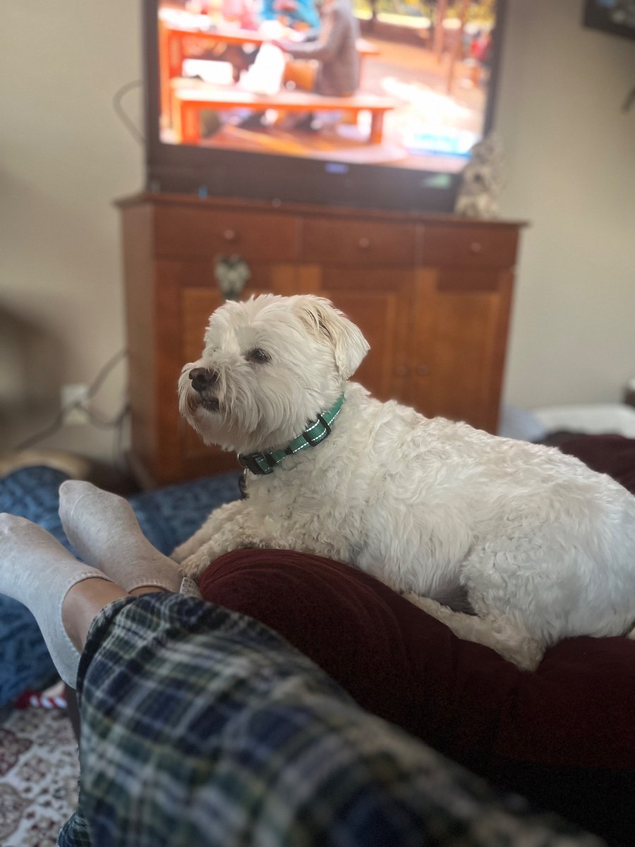 mel2her's tweet photo. @Chewy Winnie, our rescue, she is a perfect angel! She loves little squeaky balls!! https://t.co/JOo02QAhUx