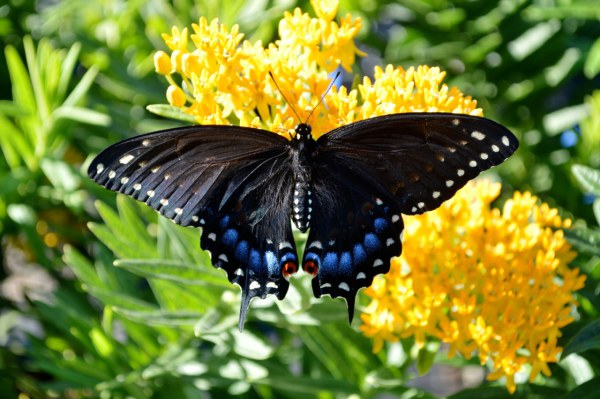 Natureworks Garden Center & Landscaping tweet media