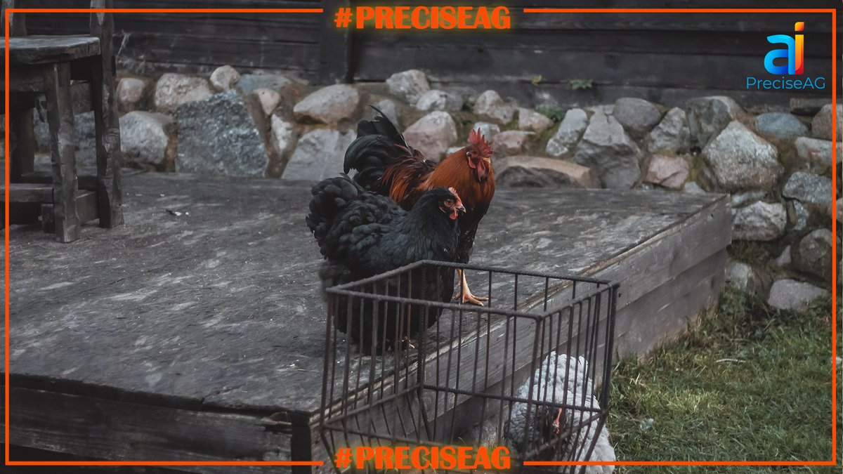 PreciseAGai's tweet photo. What Can You Do About BioSecurity Right Now?

https://t.co/jM4KhcAB8J brings A.I. to the farm:

https://t.co/oGza9aqEIr

#foodsecurity #bottombillion #smartpoultryhealth #PreciseAG.ai #biosecurity https://t.co/oxCEq3AMop