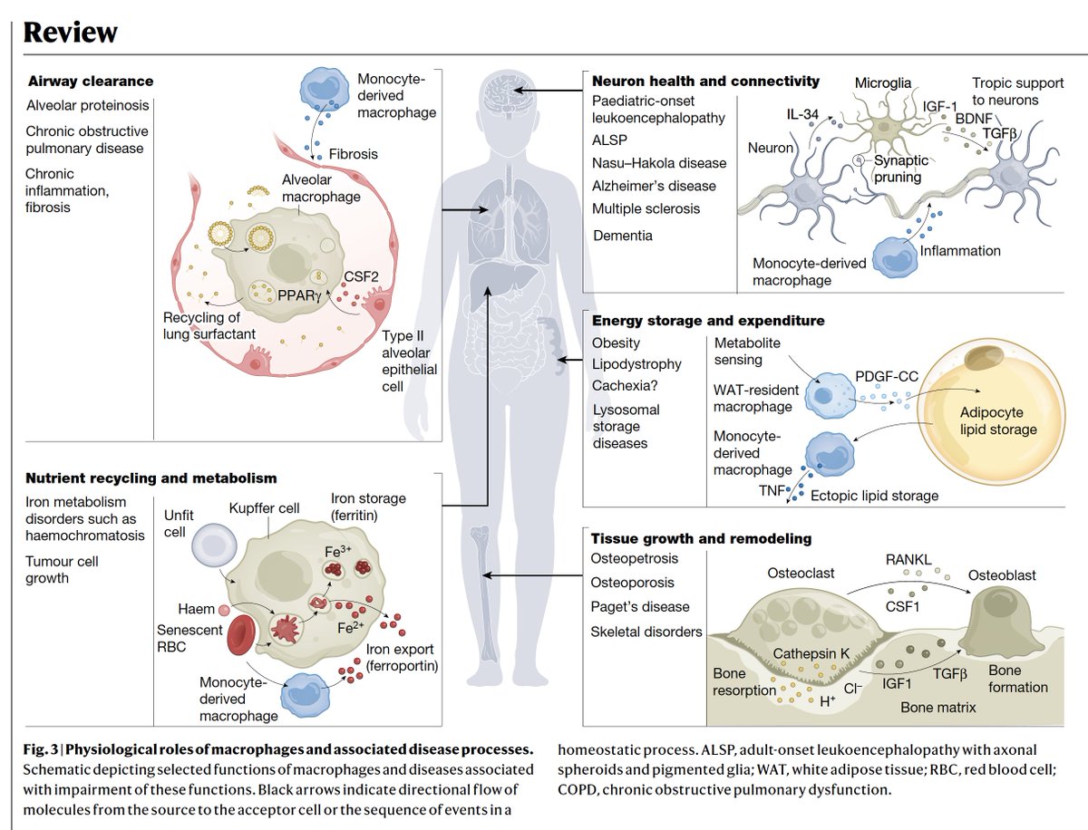 The magic and deleterious effects of resident macrophage cells in health and disease, a new tour de force review <a href="/Nature/">nature</a> 
nature.com/articles/s4158…