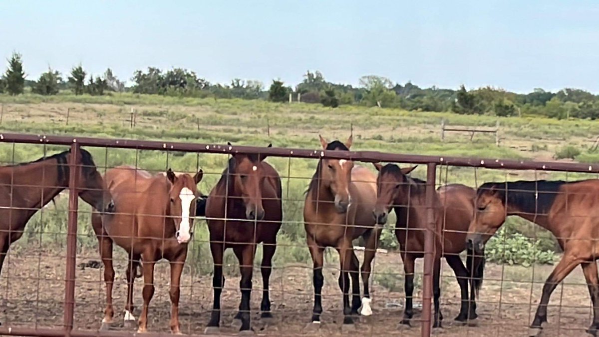 $490 needed for vet farrier day & $176 transport for 5 mustangs going to wonderful foster Need your help to continue saving & caring for our betrayed #WildHorses No Donation to Small #PleaseRT  paypal.com/donate/?hosted… account.venmo.com/u/MustangMae #HorseRescue #SaveourWildHorses