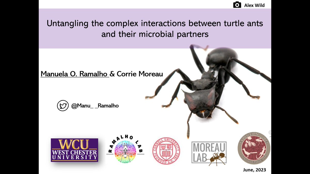 Interested in #Microbiome? Turtle #ants? How not, right?🤩😍🐜🧬🧫
Come to see my talk on Saturday (06/24) at 10 am at Ruidoso/220
#Evol2023 #MoreauLab #RamalhoLab #WomenInScience #LatinaScientist