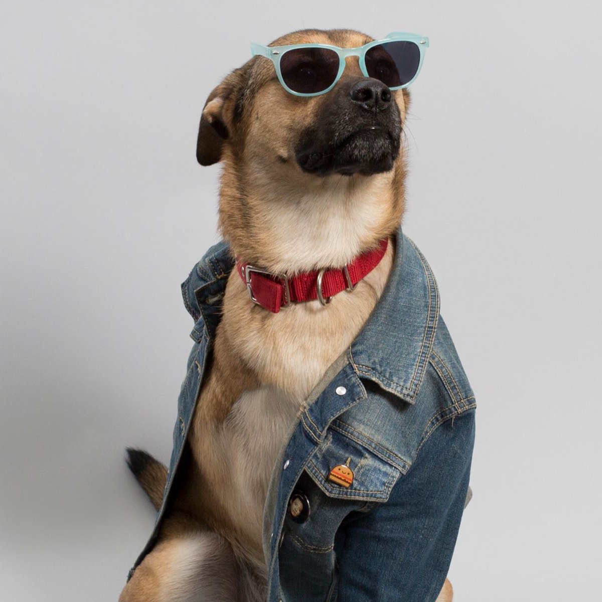 TRIADadv's tweet photo. We’re excited for the first day of summer because that means we can partake in all of our favorite summertime activities like putting sunglasses on dogs! There are very few joys in life better than a pair of sunglasses on a dog. https://t.co/B2tChnRJWU