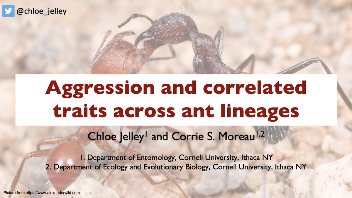 Chloe Jelley tweet media