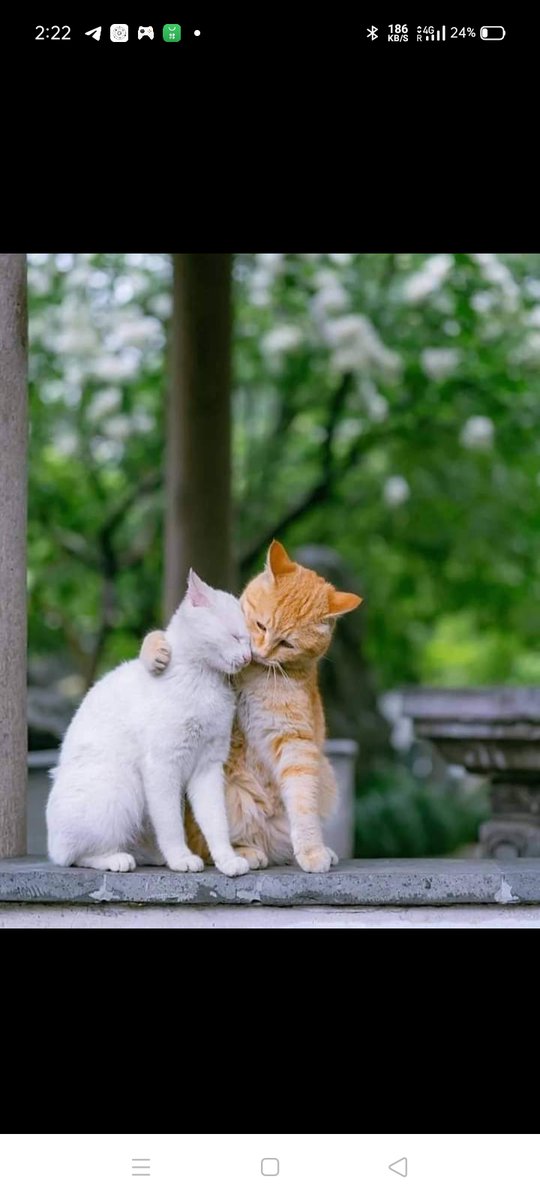 ChitraPadmana's tweet photo. Found this pic really cute so took a screenshot. 

We all need someone to comfort us and be there for us...
#Writers what or who is your biggest support when #writing 

#WednesdayMotivation https://t.co/Oijogak3Vr