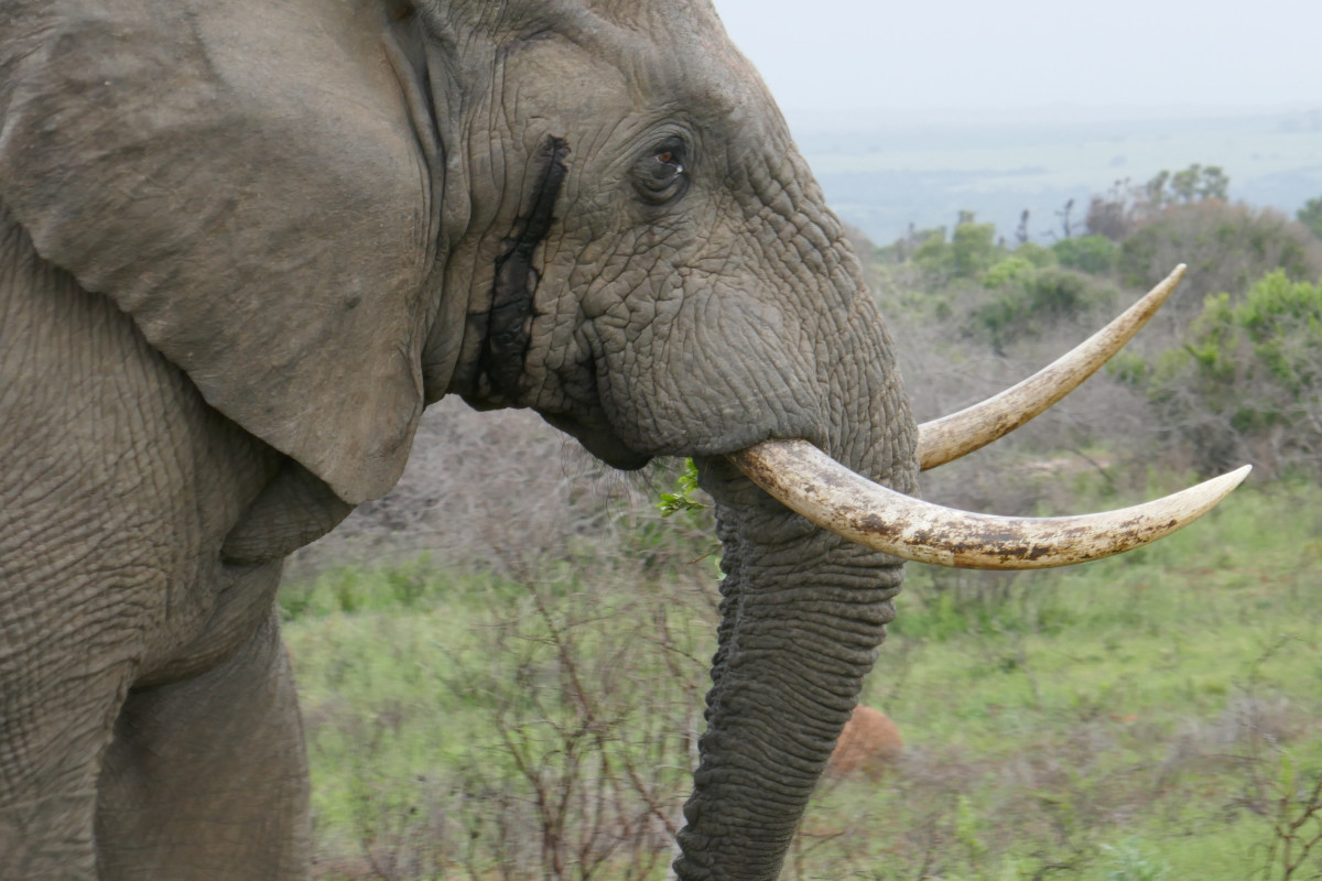 FBB_Officiel's tweet photo. 🚨 Bonne nouvelle : l’amendement à l'Assemblée nationale sur la chasse aux trophées est adopté !

Cet amendement propose d'interdire l'importation des trophées de chasse des espèces menacées listées par la @CITES. La FBB a travaillée sans relâche depuis des années auprès des élus ainsi que des représentants des pays du monde entier afin d'obtenir l'interdiction des imports de trophées de lions et d'autres espèces menacées d'extinction...

👉 Aujourd'hui ce texte est une avancée majeure car la France sera en mesure de fermer ses frontières à de nombreux trophées d'espèces menacées !