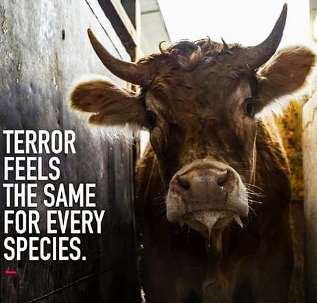 Il terrore di chi è condannato a morte. Go Vegan!!! #plantbased #govegan #animalrights #veganfood #vegan #nomeat #veganism #crueltyfree #veganlife #vegetables #vegano #veganrecipes #climatechange #veganfortheanimals #veg #cow #empatia