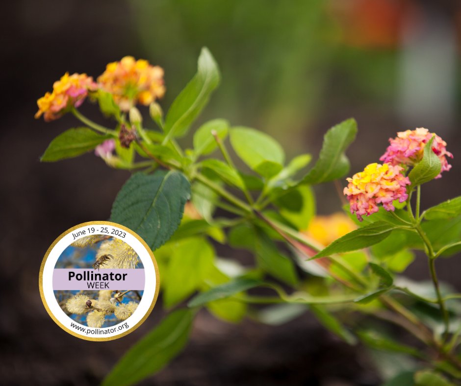 IN_MI_Power's tweet photo. Pollinators tend to gravitate towards gardens that have clusters of their preferred plants, rather than just one type of plant. Create small sections of pollinator-friendly flowers to transform an urban garden into a pollinator haven. #PowerInPollinators #PollinatorWeek https://t.co/aTVTlt05Oz