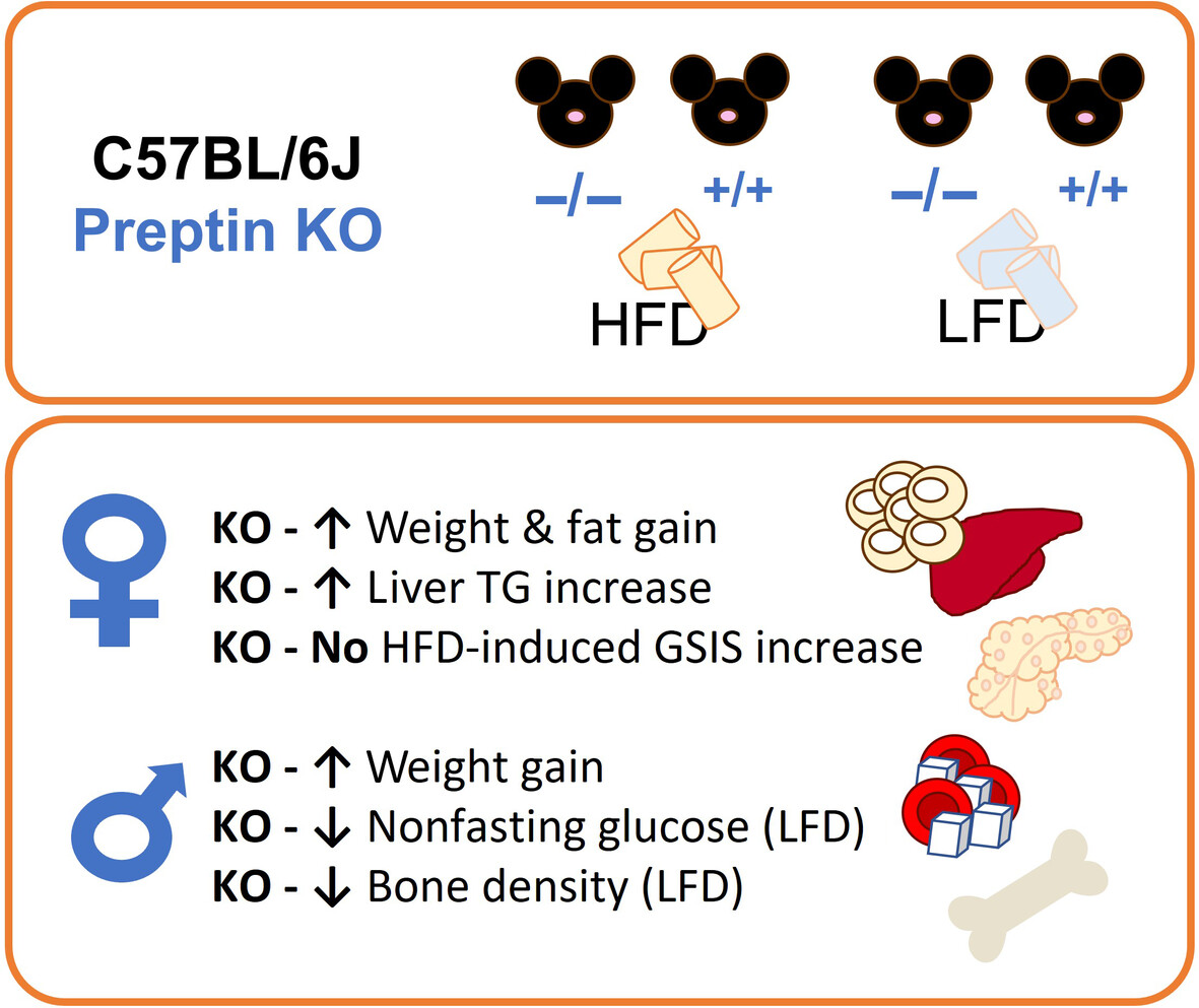 JBMRPlus's tweet photo. A recent study in #JBMRPlus sought to uncover the impact of preptin KO in mice on the response to a moderately high-fat diet (HFD) and low-fat diet (LFD) @EmmaBuckels @BryaMatthews @WileyHealth #OpenAccess #ASBMR

https://t.co/sgvjJ5YiFA https://t.co/VeMcYVy4Lt