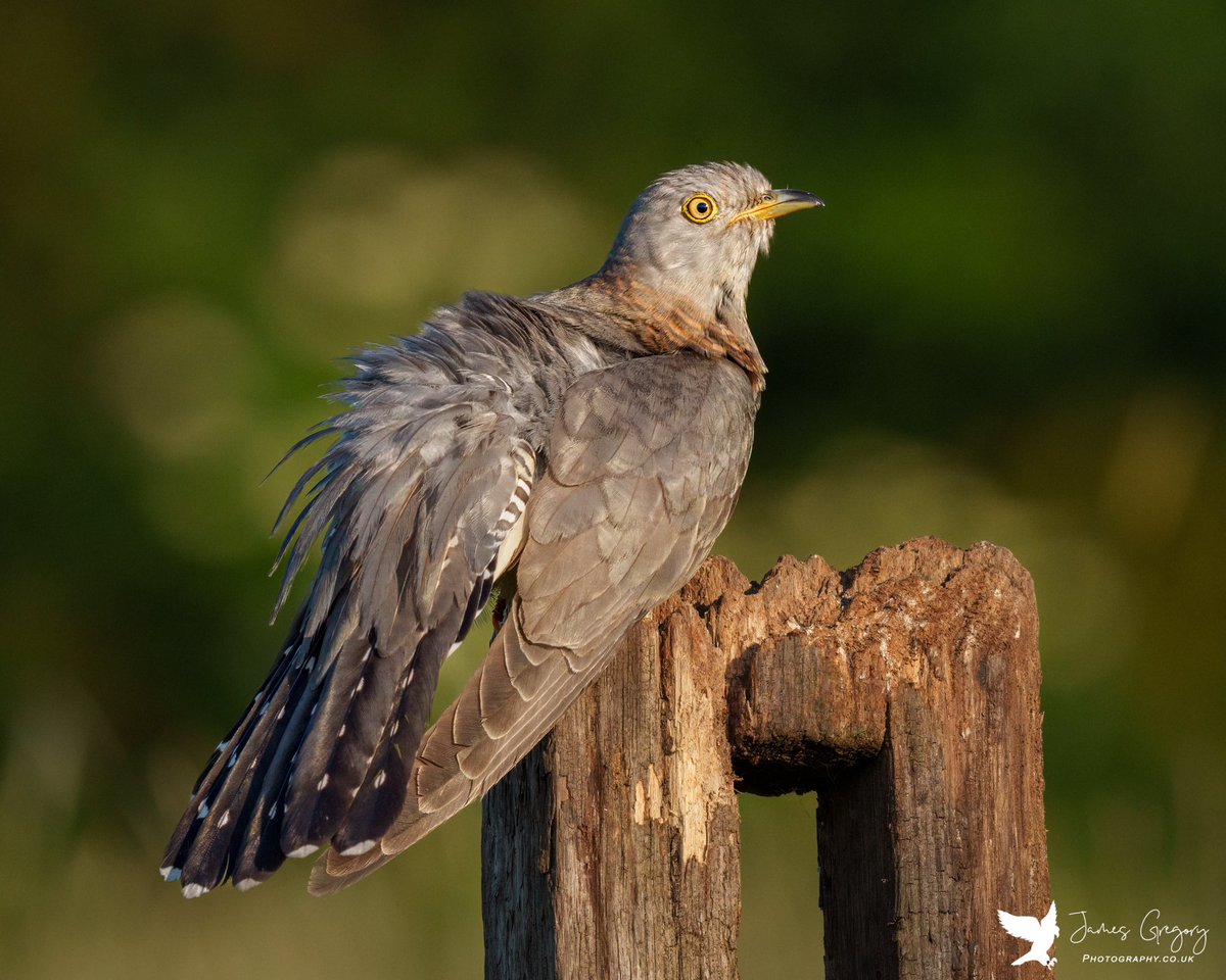 Female Common #Cuckoo….ruffling some feathers 

#BirdsSeenIn2023
#thebritishwildlife
#TwitterNatureCommunity
@Natures_Voice