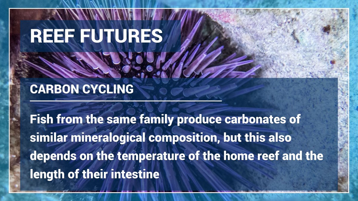 A Reef Futures team led by <a href="/sonia_beja/">Sonia Bejarano</a> <a href="/LeibnizZMT/">Leibniz Centre for Tropical Marine Research (ZMT)</a> built models to predict the excretion rate and composition of fish carbonate given the species, body size and shape, and the temperature of their home reef. 🪸🐠 
 
Read more about it here⤵️ bit.ly/3Jkcr68