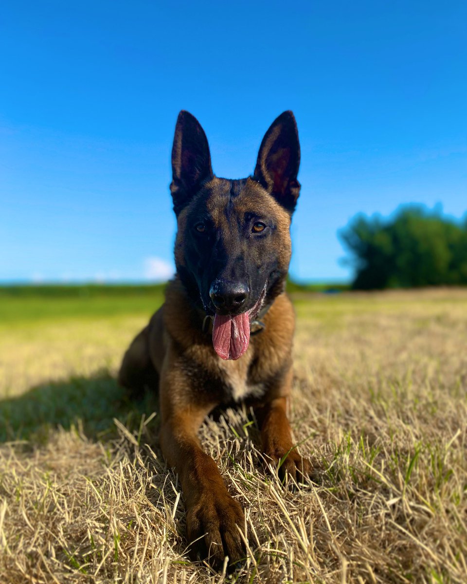 Following a quick training session, TPD Quake is now chilling in the evening sunshine 😎 #TPDQuake #MalinoisX #dogsoftwitter