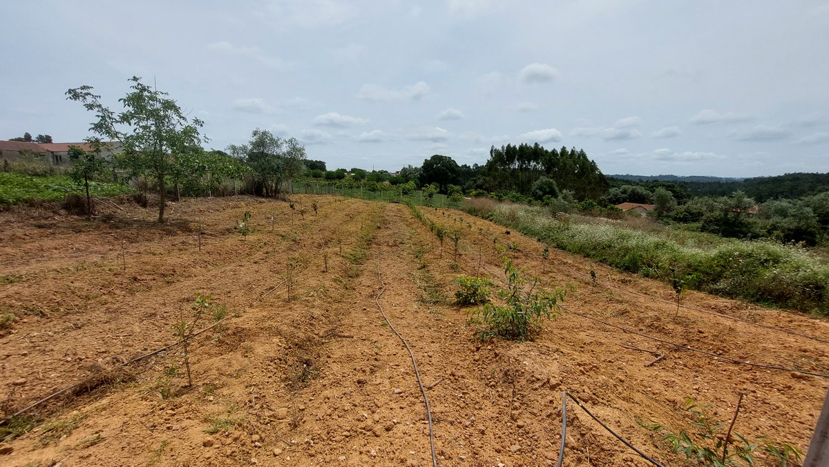 C_V_Isabel's tweet photo. eliminatng abandoned land, planting about 200 trees, produce some fruits, ad some bees to help polonization 🌳🌳🌳 the feeling is almost as having a 4th child 😍🥰 https://t.co/HwWK4uBxSo