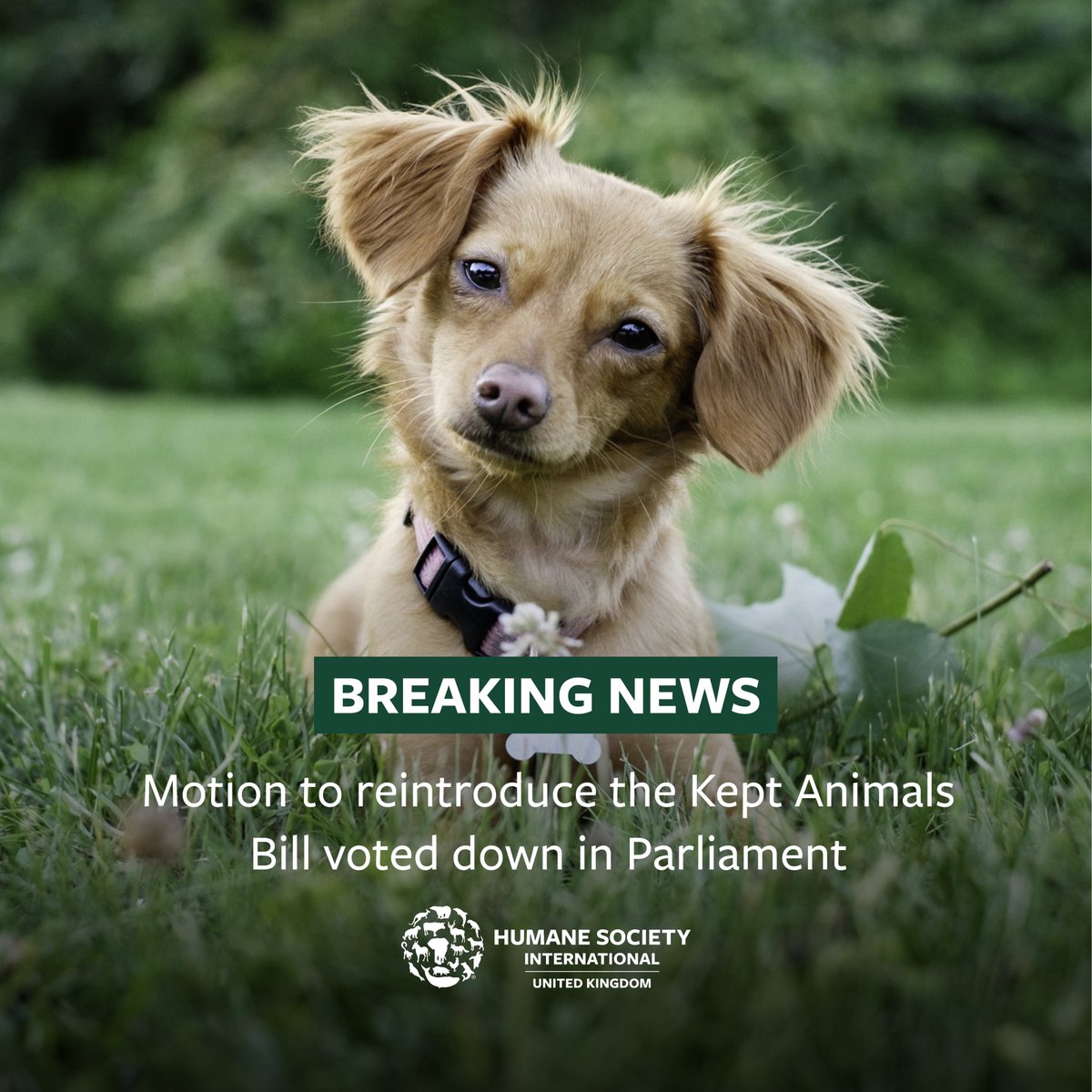 BREAKING: The motion to reintroduce the #KeptAnimalsBill has been rejected by the House of Commons. Animals needed MPs to come together today for progress to be made, but very disappointingly that didn’t happen. 

Thanks to all the MPs who spoke in support of the Bill.