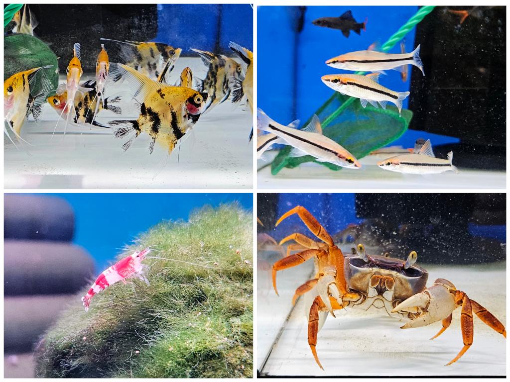 daueracuarios's tweet photo. Nueva llegada de peces e invertebrados de agua dulce 🐟🦐🦀🐌
Precios y disponibilidad en:
https://t.co/TxuyPoWDMd
#acuariofilia #Acuario #peces #peceras #pecestropicales #aguadulce #acuariofiliaespaña #aquascaping #dauer #daueracuarios #raval #barcelona https://t.co/ClUebJDI2E