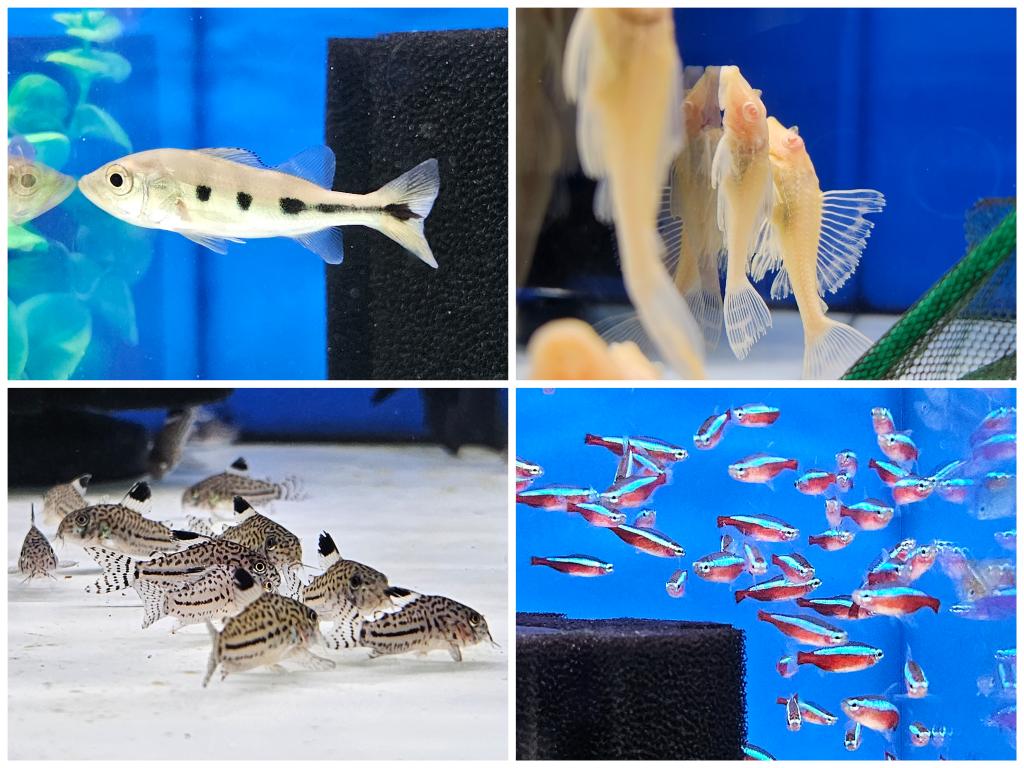 daueracuarios's tweet photo. Nueva llegada de peces e invertebrados de agua dulce 🐟🦐🦀🐌
Precios y disponibilidad en:
https://t.co/TxuyPoWDMd
#acuariofilia #Acuario #peces #peceras #pecestropicales #aguadulce #acuariofiliaespaña #aquascaping #dauer #daueracuarios #raval #barcelona https://t.co/ClUebJDI2E