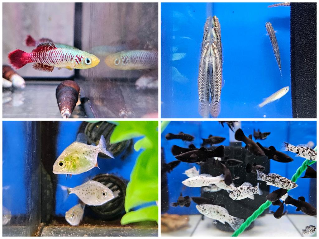 daueracuarios's tweet photo. Nueva llegada de peces e invertebrados de agua dulce 🐟🦐🦀🐌
Precios y disponibilidad en:
https://t.co/TxuyPoWDMd
#acuariofilia #Acuario #peces #peceras #pecestropicales #aguadulce #acuariofiliaespaña #aquascaping #dauer #daueracuarios #raval #barcelona https://t.co/ClUebJDI2E