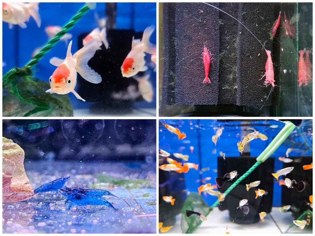 daueracuarios's tweet photo. Nueva llegada de peces e invertebrados de agua dulce 🐟🦐🦀🐌
Precios y disponibilidad en:
https://t.co/TxuyPoWDMd
#acuariofilia #Acuario #peces #peceras #pecestropicales #aguadulce #acuariofiliaespaña #aquascaping #dauer #daueracuarios #raval #barcelona https://t.co/ClUebJDI2E