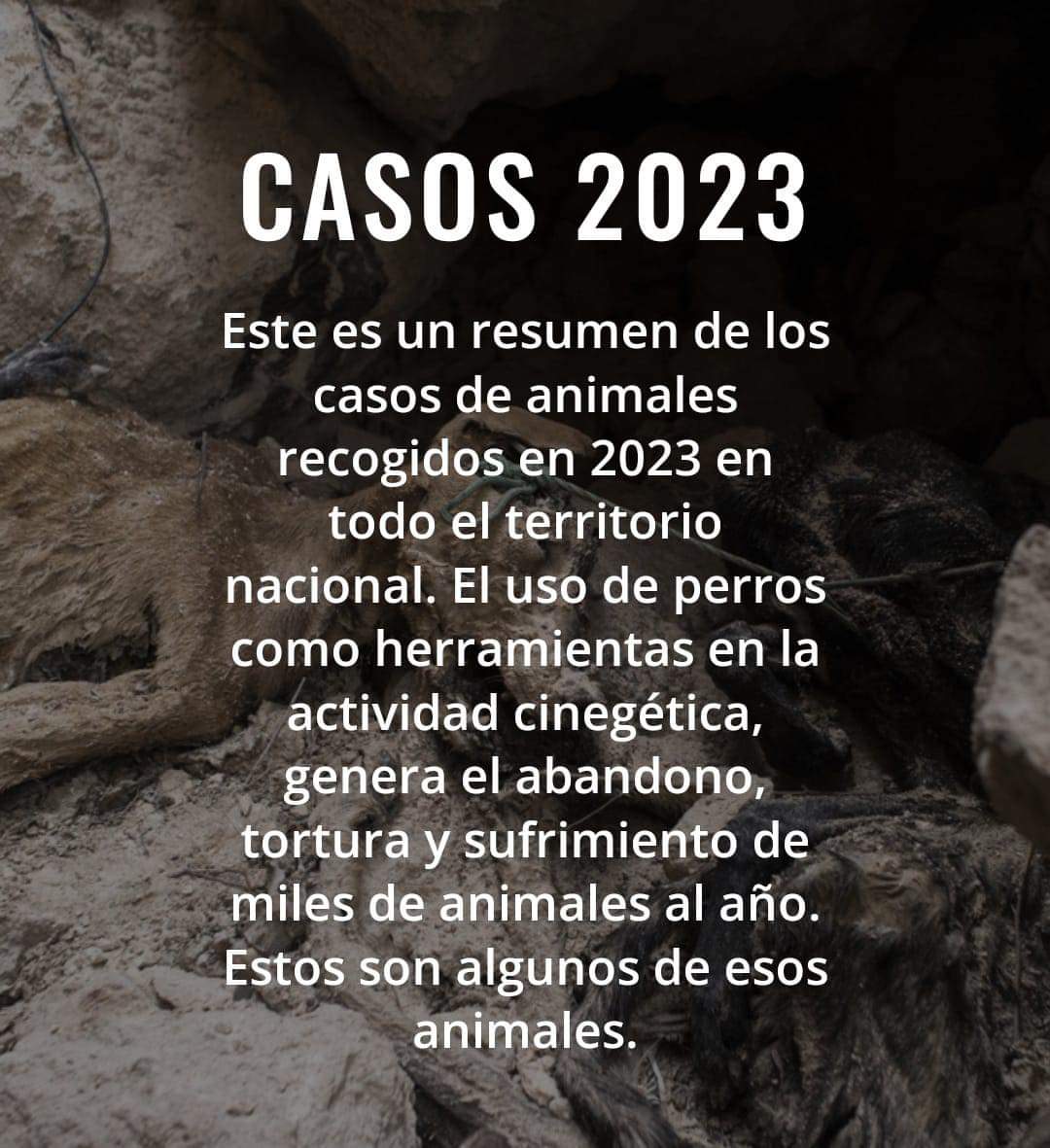 #VictimasDeLaCaza

Este es un resumen de los casos de animales recogidos en 2023 en todo el territorio nacional. 
👉 Estos son algunos de esos animales:
plataformanac.org/victimas-de-la…

#NoAlaCaza
#NoAlaCazaConPerros
#LaVerdadDeLaCaza
⤵️
