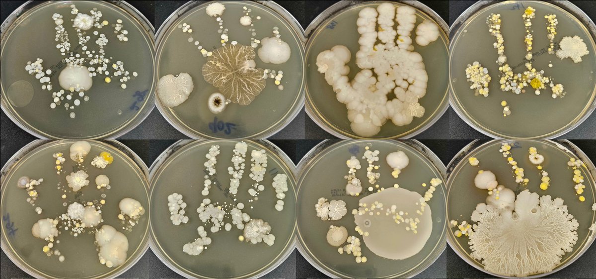 Some very cool agar handprints from our #ASMicrobe #HoustonDayofScience Festival!