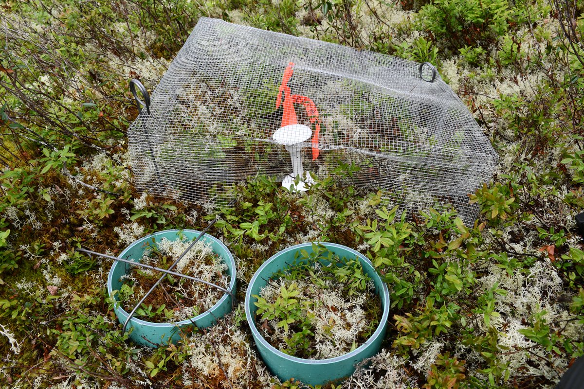 HarAntoine's tweet photo. @JMBonzom @TOMSTloggers We use chicken wire and it works quite well. After 1 year, no broken probes yet. https://t.co/NsoHMWzTjM