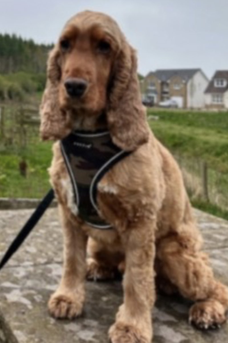 #SpanielHour DUG ⬇️ golden #Cocker UPGRADED TO #Stolen by @PoliceScotland Male/adult HALF A TAIL Chipped&neutered #Carmunock #GLASGOW #G71 5/5/23 Where is this gorgeous man 😓 #Pettheft doglost.co.uk/dog-blog.php?d… @JacquiSaid @juliagarland73 @rosiedoc666 @bs2510 @BitofDecorum