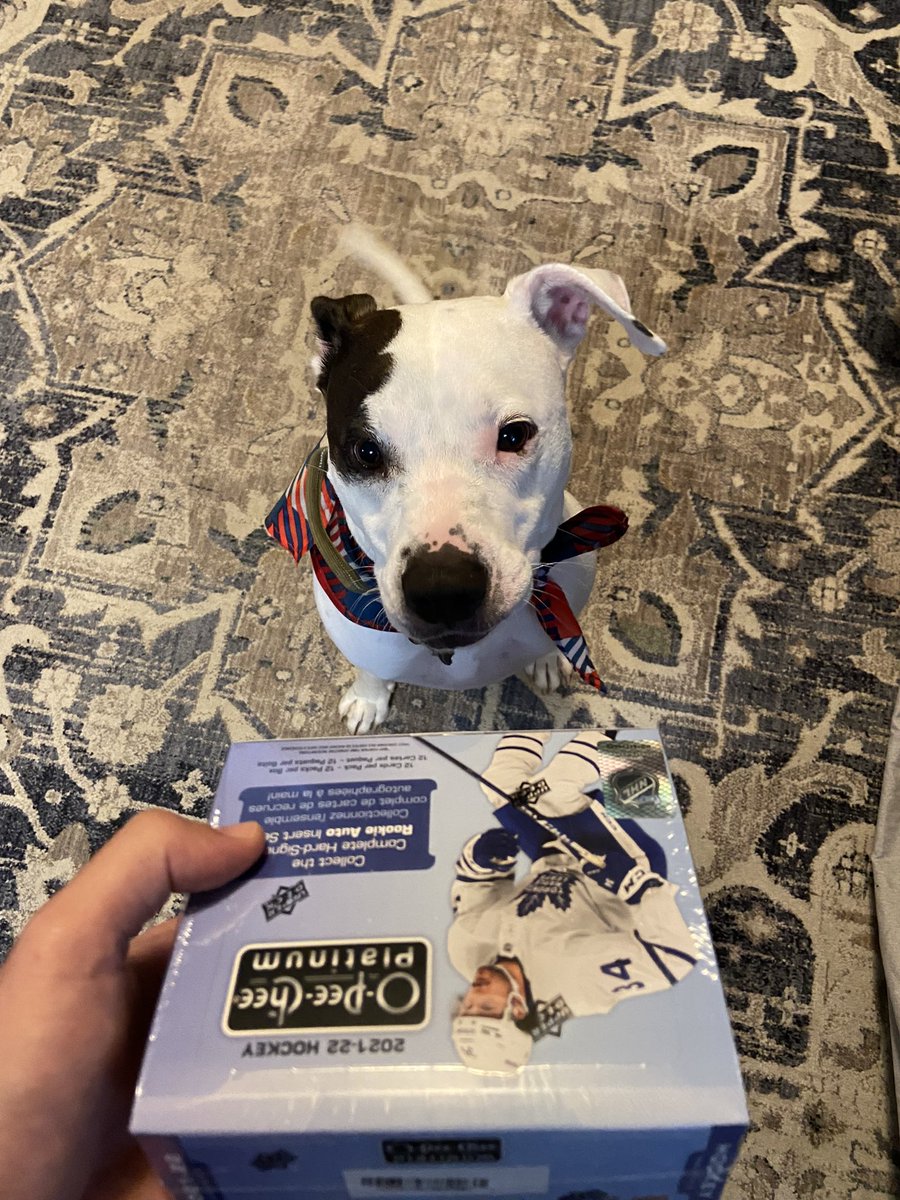 Morty is quite excited for O-Pee-Chee Platinum Release Day Video!  Well sort of, he just came back from the groomer and is ready to rip!  Stay tuned for YouTube Break!  #UpperDeck #Hockey #OPC #Platinum #ReleaseDay #Youtube #Break #HobbyBox