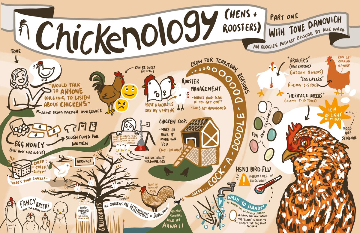 Had a blast visualizing one of my favourite subjects in the whole world (chickens - incase it wasn't obvious) from the @Ologies podcast by @alieward and @TKDano !! I'm a huge fan of #UnderTheHenfluence too! #GraphicRecording #Illustration