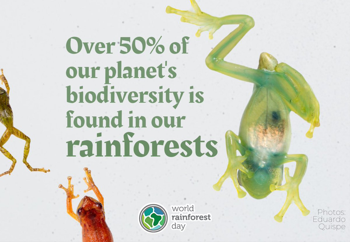 In the 21st century, we’re losing species at an unprecedented rate. But there is still time to safeguard what remains.

Join us today and renew commitment to ensuring rainforests, and those that call it home, can thrive for centuries to come🌳 #WorldRainforestDay #LoveTheForest