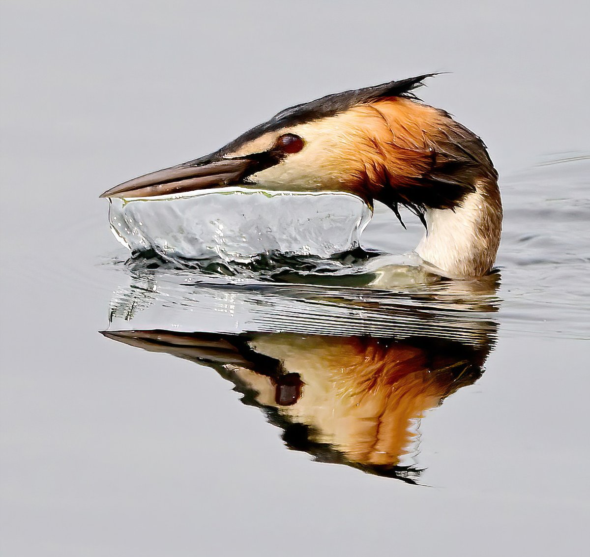 Great Crested Grebe emerging from the depths... 😁
 Taken at the weekend at RSPB Ham Wall in Somerset. 🐦