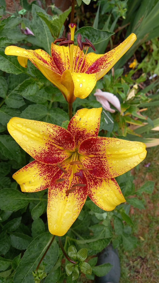 More lilies from my collection - not sure of this variety, but possibly Sweet Valley or Latvia. A delightful colour blend from an Asiatic type so no fragrance of any note, but a beauty nonetheless. 

grahamsgardenbuddies.wordpress.com