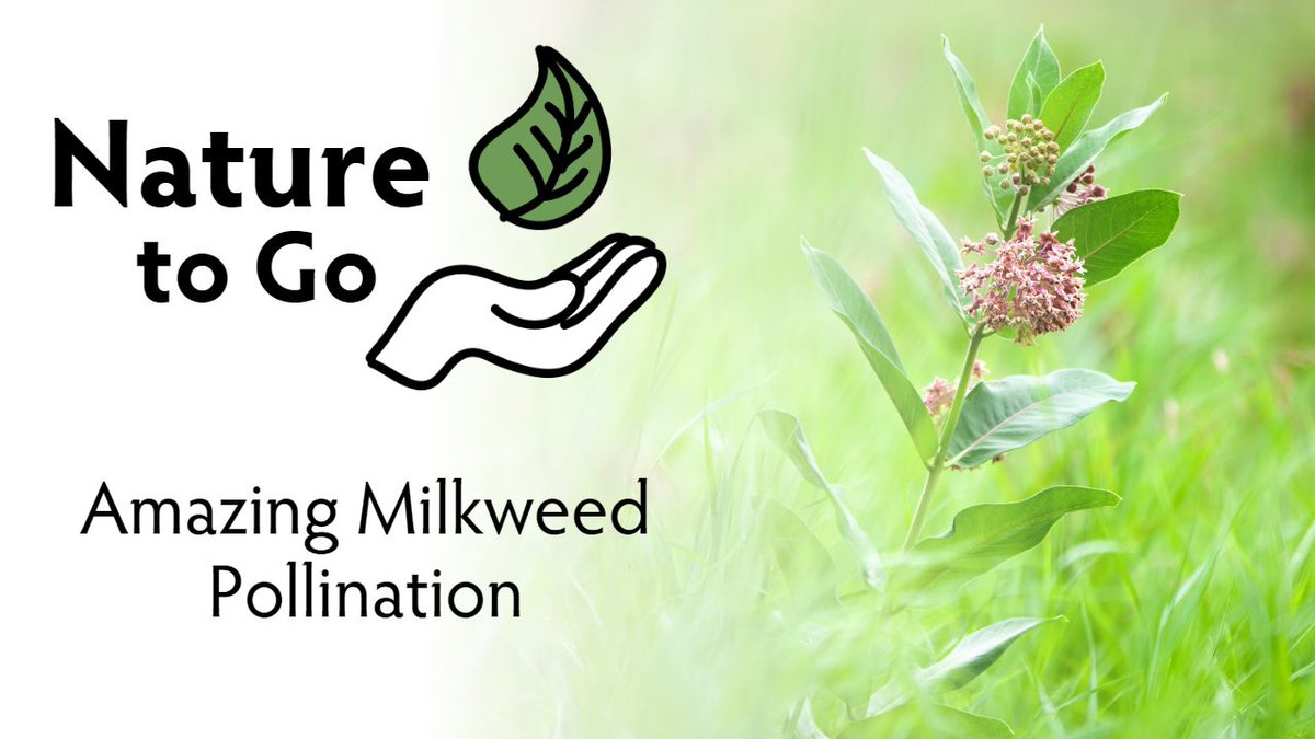 It's summer and pollinators are busy at work! Milkweed, a popular plant in prairies and home gardens, uses a tricky technique to get themselves pollinated. Watch this week's #NatureToGo to see this complicated yet amazing process from flower to seed pod ⬇️
youtu.be/VF6Y4tuUdlE