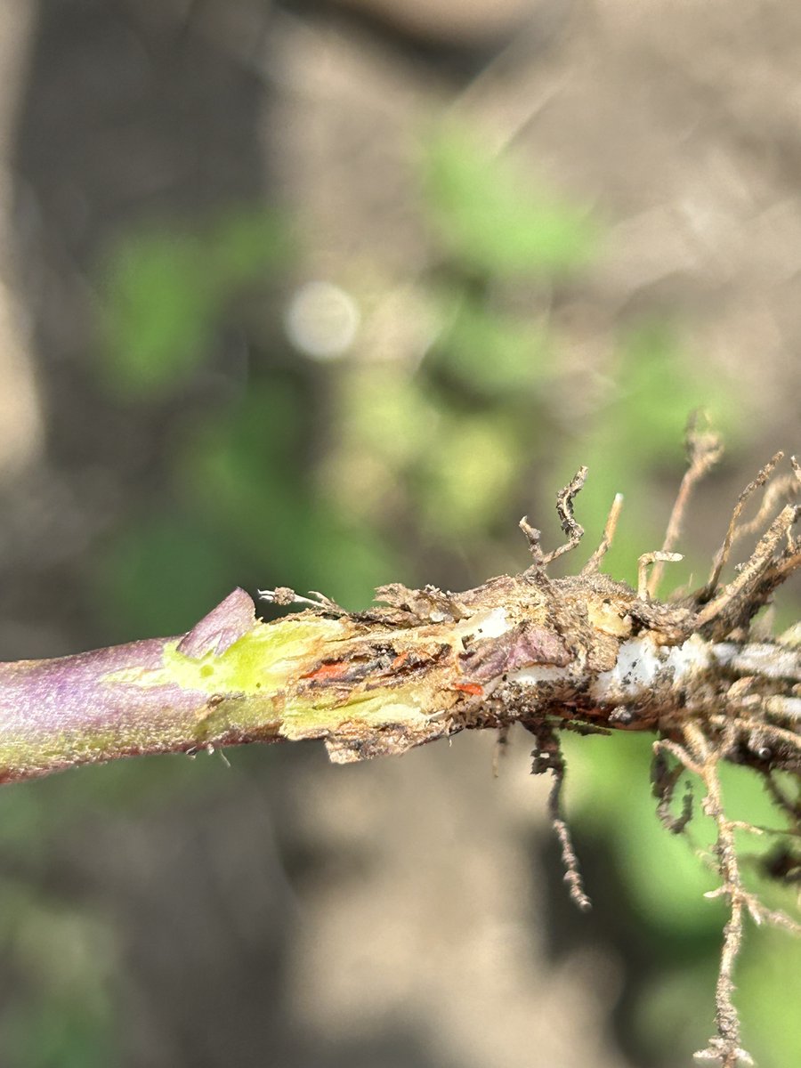 Soybean gall midge third instars (orange larvae) found at ISU NWRF near Sutherland today. Some dead plants noted, too. 😳Time to scout farms with previous infestations! @ashleyn_dean @justinmcmechan @SWMNpest #scout23