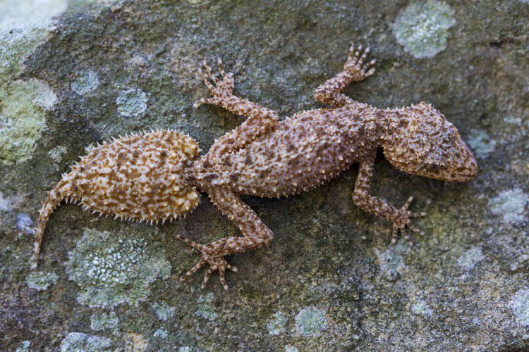 @crazyclipsonly It’s a Broad Tailed Gecko’s Tail, recently detached.