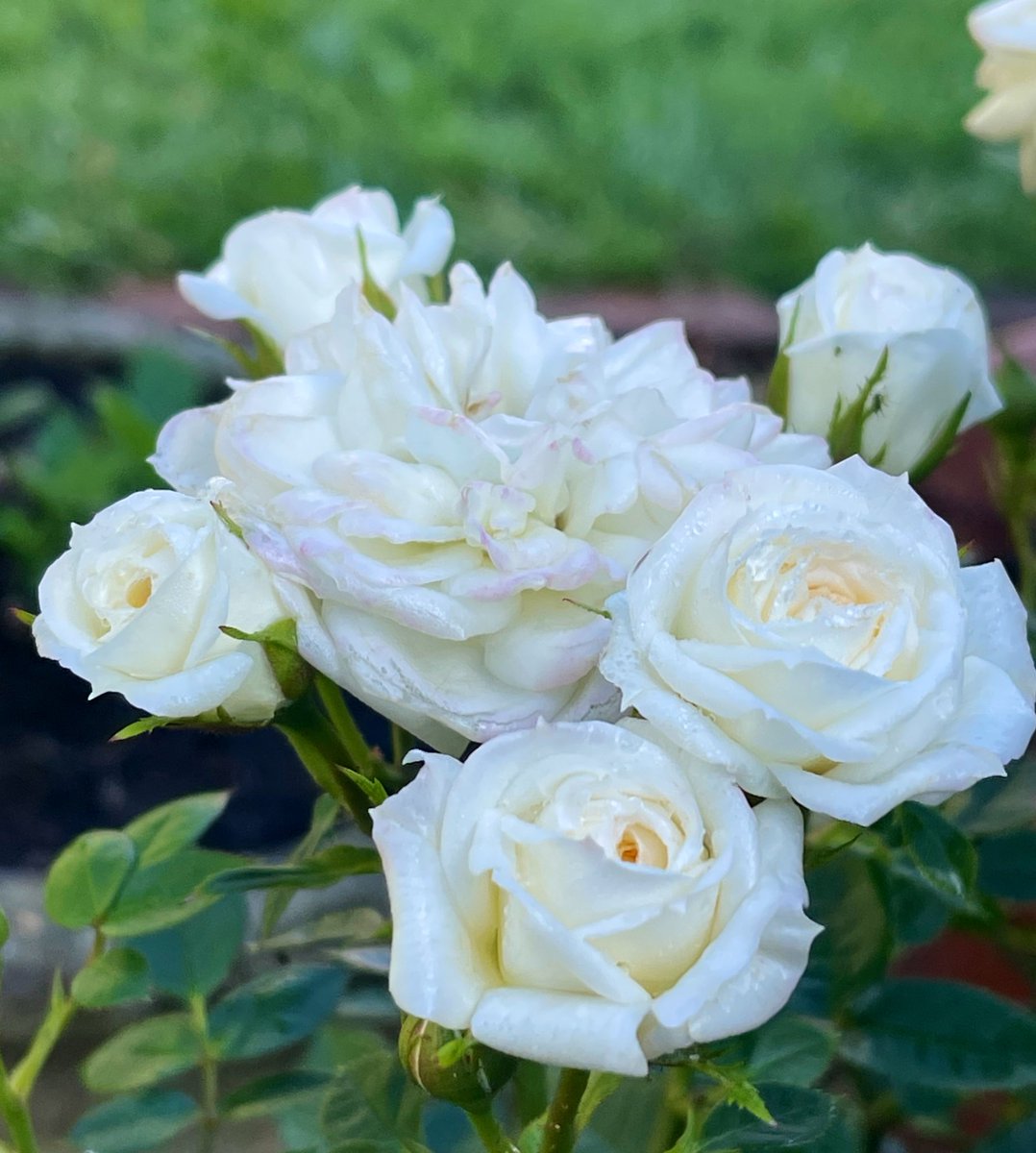 Rosa Snow Cap #RoseWednesday #flowers
