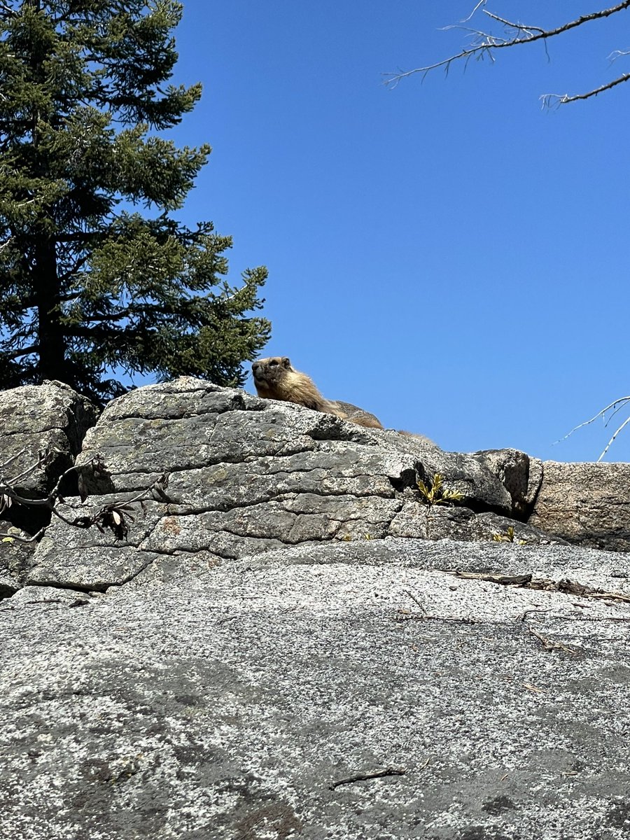 It’s marmot season (summer)