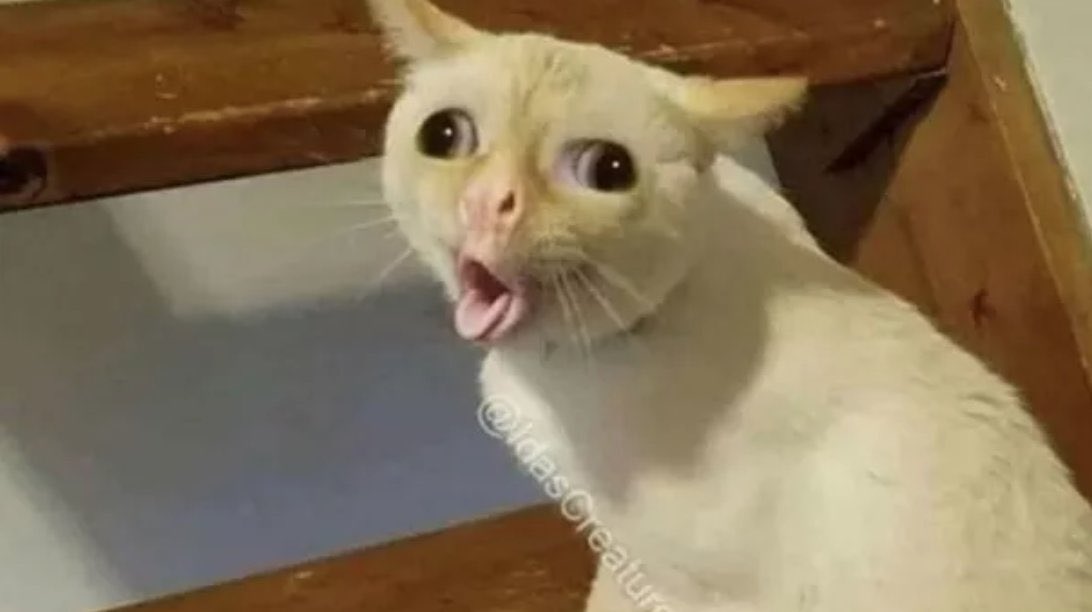 Content from novacarina