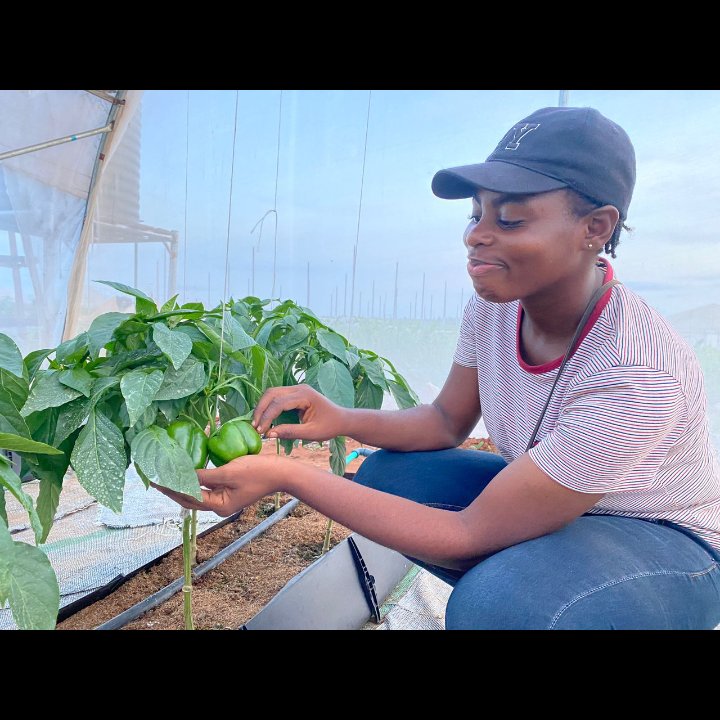 Farmers are happy people 😁🤠

#farmergirl
#TheAfricanWomaninAgric
#Hydroponics
#seasonlessgreens
#bellpeppers