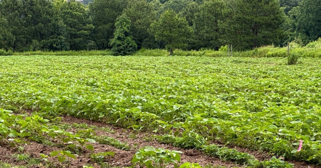 It's officially summer, and the #DixParkSunflower watch begins! 🌱 🌻  Our sunflower experts think we are on track for a mid-July bloom. 
🌻 Follow along with Wednesday updates
🌻 More Info: dixpark.org/sunflowers

<a href="/raleighparks/">Raleigh Parks</a> | <a href="/Raleigh_Water/">Raleigh Water</a> 
<a href="/RaleighGov/">City of Raleigh</a> | <a href="/dixconservancy/">Dix Park Conservancy</a>