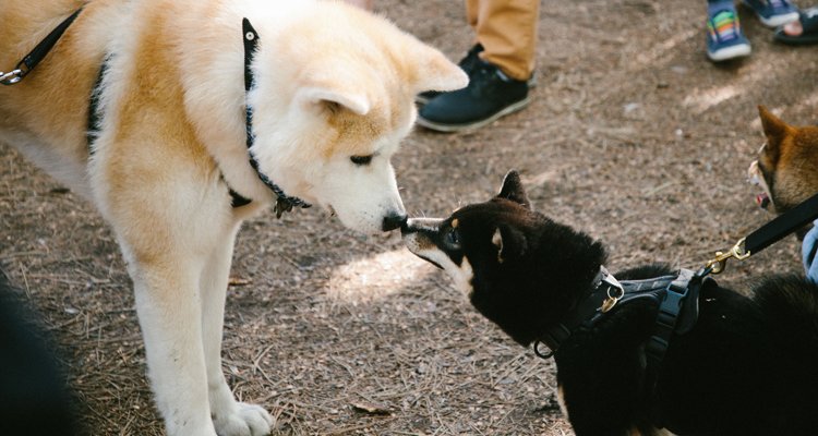 WOOPAW FEST 
The first ever edition of a festival designed for dogs, dog parents and dog lovers!
#dogs #Montreal #festival #dogparents #doglovers #PeelBassin #WOOPAWFEST #pawsomeclubmtl
wp.me/p4jJoz-ee5