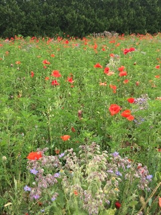 syngentacanada's tweet image. Through Operation Pollinator, plots have been well established at our 3 research facilities across Canada, supporting our commitment to sustainable agriculture.
Learn what all the buzz is about -&amp;gt; syngenta.ca/commitments/op…
#OperationPollinator #pollinatorweek