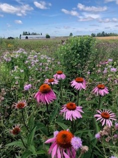 syngentacanada's tweet image. Through Operation Pollinator, plots have been well established at our 3 research facilities across Canada, supporting our commitment to sustainable agriculture.
Learn what all the buzz is about -&amp;gt; syngenta.ca/commitments/op…
#OperationPollinator #pollinatorweek